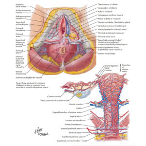Arteries and Veins of the Female Anatomy