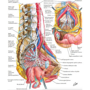 Nerve Supply of the Female Anatomy