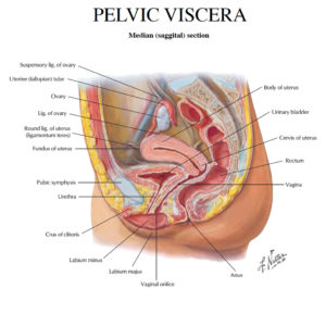Pelvic Organs of the Female Anatomy