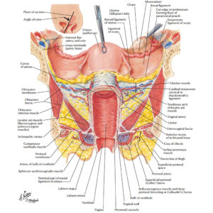 Supporting Structures of the Female Anatomy